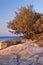 Oak on the Australian Coast