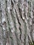 Oak Bark Texture