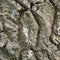 Oak bark texture background, vertical textured pattern, large detailed rugged tree trunk macro closeup, old aged weathered coarse