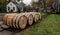 Oak Barrels Used in Making Bourbon Whiskey