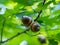 Oak branch with acorns on a sunny day.