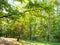 Oak branch and birch grove in yellowing city park