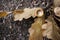 Oak branch with cap of an acorn lies on the road, macro