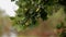 Oak branch with green acorn, dynamic change of
