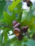 Oak branch with green leaves and acorns on a sunny day.