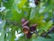 Oak branch with green leaves and acorns on a sunny day.