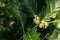 Oak branch with green leaves and acorns on a sunny day. Oak tree in summer. green acorn and leaves on natural background