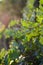 Oak branch Quercus with green leaves in the first yellow rays of the morning sun. Blurred background.