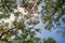 Oak branches on the blue sky