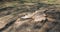 Oak cut tree stump in garden grass park