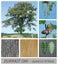 Oak, Durmast Oak, Sessile Oak, Cornish Oak, quercus, petraea, german oak, acorn