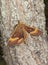 Oak eggar (Lasiocampa quercus)