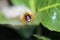 Oak Eggar (Lasiocampa quercus) on a leaf