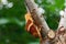 Oak eggar Lasiocampa quercus mating