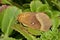 Oak Eggar Moth
