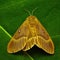 Oak Eggar Moth - Lasiocampa quercus
