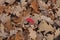 Oak fallen dead leaves on the ground. Close-up.