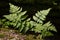 Oak Fern (Gymnocarpium dryopteris (L.) Newman) closeup
