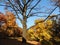 Oak, flown tree in autumn park