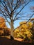 Oak, flown tree in autumn park