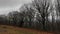 Oak Forest Edge, Winter Gloomy Day