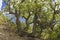 Oak in the forest on a hillside