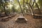 Oak forest picnic site