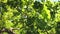 Oak forest. Slow motion. green oak leaves on a branch. tree in the park in summer, spring.