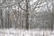 Oak forest in winter.