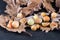 Oak galls of the insect Cynips quercusfolii on oak leaves