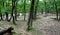 Oak grove with stump restoration, when the forest is cut down and allowed to grow from the stumps of young shoots of the branches