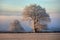 Oak with hoar frost, Cotswolds