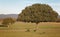 Oak holm, ilex in a mediterranean forest. Cabaneros park, Spain