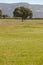 Oak holm in a mediterranean meadow landscape. Cabaneros, Spain