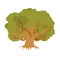 Oak isolated. large old tree. Huge bush