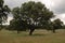 Oak landascape of the meadow