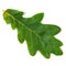 Oak leaf