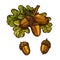 Oak leaf acorn Thanksgiving day sketch vector icon