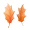 Oak leaf autumn set. Watercolor illustration. Fall season bright foliage collection. Vibrant color autumn oak fallen