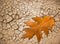 Oak leaf on cracked ground