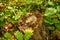 Oak leaf fallen in the center of a cut trunk in the woods