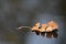 Oak Leaf Floating on River Water