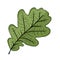 Oak leaf green, sketch for your design