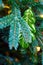 Oak leaf hanging as decoration on a green Christmas tree, close-up. Mistletoe leaf