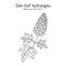 Oak-Leaf Hydrangea Hydrangea quercifolia , ornamental plant