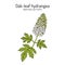 Oak-Leaf Hydrangea Hydrangea quercifolia , ornamental plant