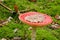 Oak leaf on toadstool in moss