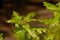 Oak leafs with small red female flowers, selective focus - Quercus