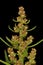 Oak-Leaved Goosefoot Oxybasis glauca. Inflorescence Apex Closeup