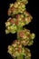 Oak-Leaved Goosefoot Oxybasis glauca. Inflorescence Detail Closeup